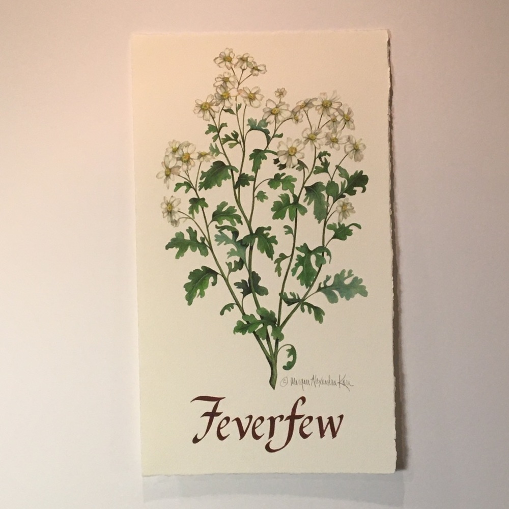 FEVERFEW Giclee print on premium paper